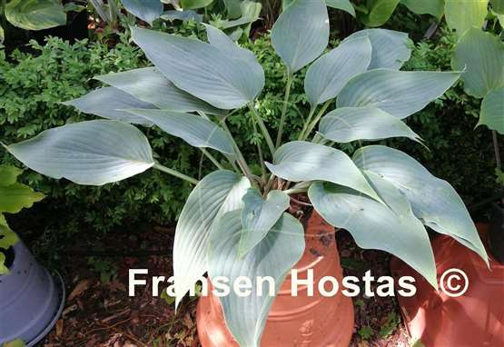 Hosta Valley's Blue Spike 